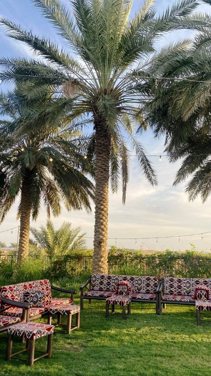 أفضل شركة توريد وزراعة النخيل في جدة